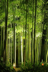 Fototapeta premium 竹林ライトアップ｜倉敷美観地区