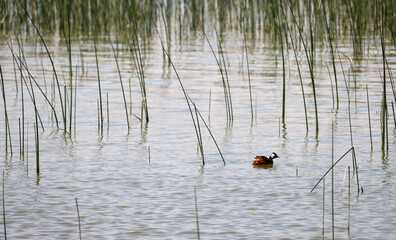 Pimpollo (Rollandia rolland) en Laguna de Batuco Santiago de Chile