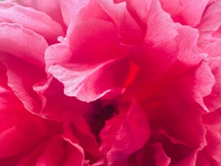 Obraz na płótnie Canvas Close up pink rose petals reflecting sunlight, Valentine’s Day symbol 