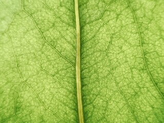 Bright close up leaf reflection, leaves and nature background 