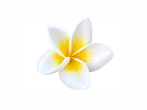 white yellow frangipani flowers on white background 