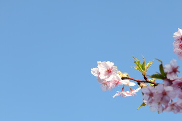 青空に映える河津桜