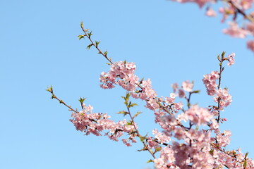 青空に映える河津桜
