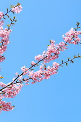 青空に映える河津桜