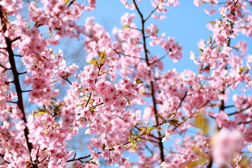 青空に映える河津桜
