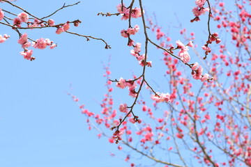 ピンクの梅と爽やかな青空
