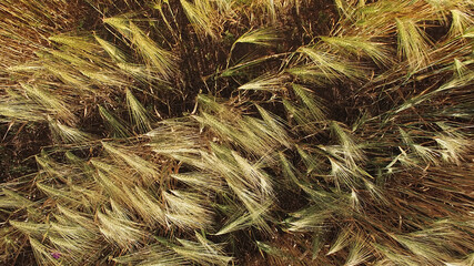 Natural background with a view of the field.