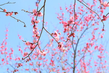 青空に映える梅の花
