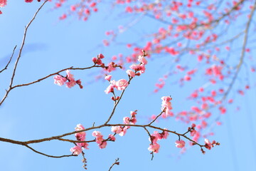 ピンクの梅と爽やかな青空