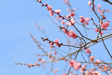 青空に映える梅の花