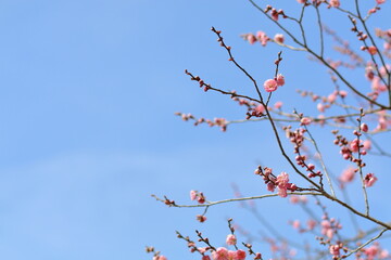 ピンクの梅と爽やかな青空