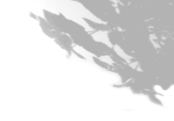 Summer background shadows from the foliage of a tree on a white wall. White and black background for overlay on mockup