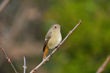 枝先にとまって、身体を少し膨らませた雌のジョウビタキ