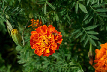 marigold flower in the garden.