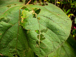 wide leaves eaten by pests
