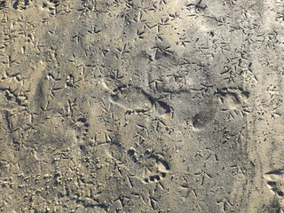Footprints in the sand on the beach, mud, dirt. The marked steps of different animals such as birds, dogs and humans. Feet imprinted on the cool ground illuminated by sunlight.