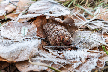 close up of a pine cone laying on top of brown leaves on the ground covered with a thin layer of frost