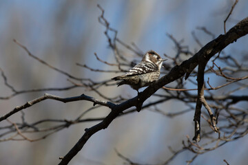 Japanese pygmy woodpecker perching on a branch