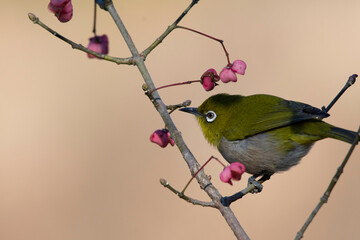 Japanese white eye with Euonymus hamiltonianus