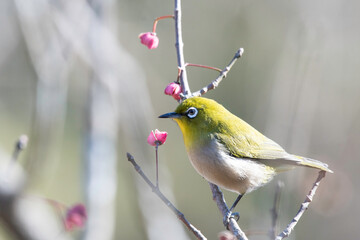 Japanese white eye with Euonymus hamiltonianus