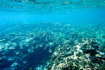 Fototapeta na wymiar Underwater reef