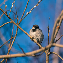A sparrow sitting on a tree branch