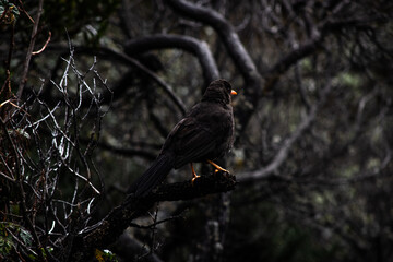 blackbird on a branch