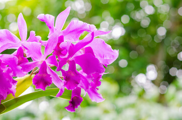Focus and blurred of blooming pink and purple color Cattleya orchid on green background.