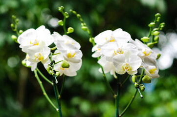 Two branches of blooming white color Phalaenopsis orchid (Moon orchid, Moth ochid) with blurred...