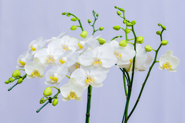 Two branches of blooming white color Phalaenopsis orchids (Moon orchid, Moth ochid) on white background.