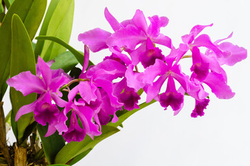 Focus and blurred of blooming pink and purple color Cattleya orchid on white background.