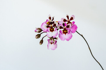 Pink blooming Dancing Lady Orchid (Oncidium Varicosum, Oncidium Goldiana) on white background.