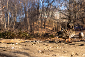 Baby duck in the woods