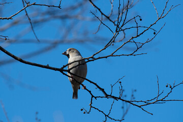 Hawfinch perching on a branch