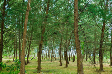 Green pine trees scenery near a beach in Merang, Terengganu, Malaysia.