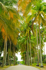 Coconut palm trees plantations in Jambu Bongkok, Marang, Terengganu, Malaysia.
