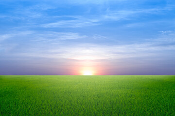 Fototapeta na wymiar green field with sunset sky