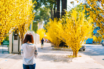 Vietnamese girl standing and posing by the side of Ochna Integerrima (Hoa Mai) on a sunny day at Ho...