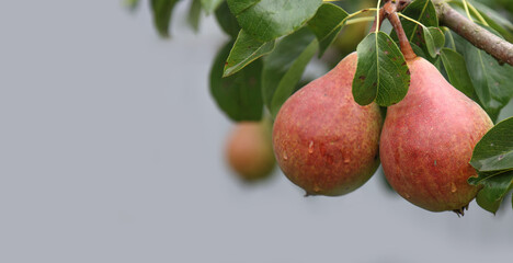 Two ripe pears on a tree branch.