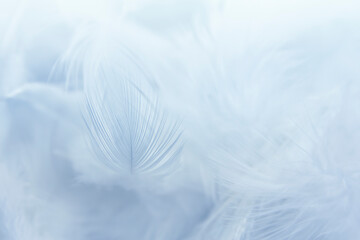 Fototapeta na wymiar Close up, White Feathers Texture Vintage Background