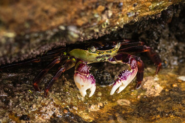 Purple Swift-footed Shore Crab, Rose Bay, NSW, December 2021