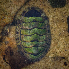 Snakeskin Chiton in a rockpool, Rose Bay, NSW, December 2021