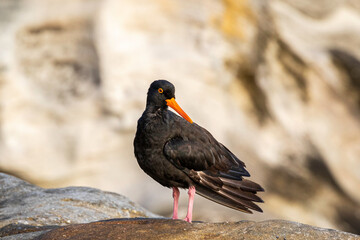 Sooty Oystercatcher, Nielsen Park, NSW, December 2021