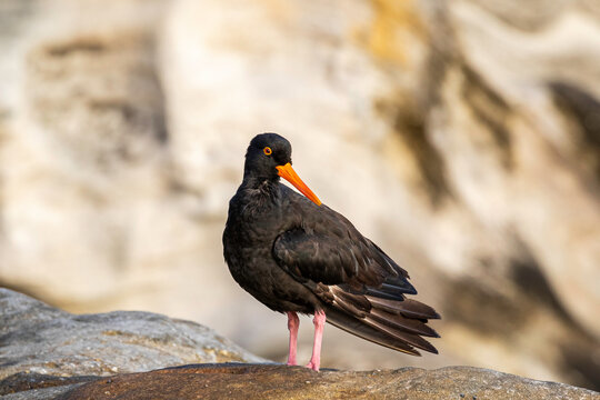 Sooty Oystercatcher, Nielsen Park, NSW, December 2021