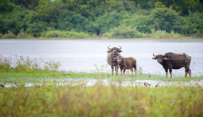 Herd of wild water buffalos cooling of in Udawalawe national reservoir, On the lookout while enjoying the fresh grass on the lakeshore.