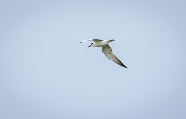 Whiskered tern soaring in the clear skies above the Chandrika lake, hunting fish in the morning.