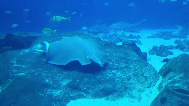 Devil fish in atlanta aquarium