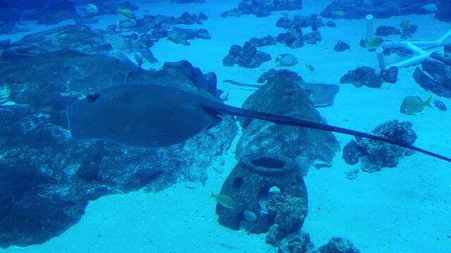 Devil fish in atlanta aquarium