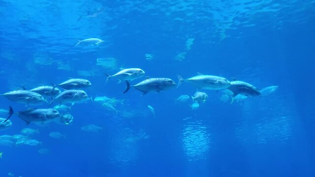A school of fish in atlanta aquarium