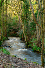 stream in the forest